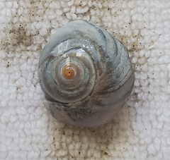 Neverita duplicata
