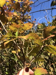 Viburnum rafinesqueanum