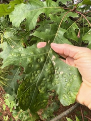 Polystepha pustuloides