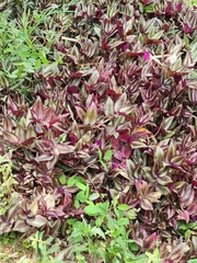Tradescantia zebrina