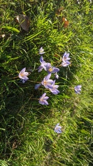 Crocus speciosus