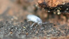 Collembola