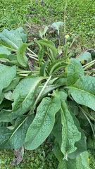 Symphytum officinale