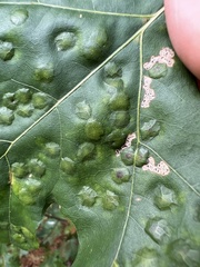 Polystepha pustuloides