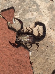 Centruroides gracilis