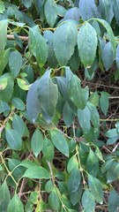 Forsythia × intermedia