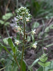 Reseda phyteuma