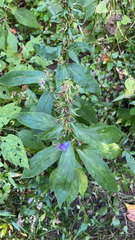 Campanulaceae
