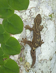 Thecadactylus solimoensis