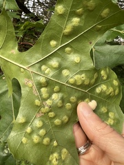 Polystepha pustuloides