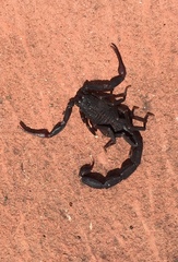 Centruroides gracilis