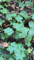 Hydrophyllum canadense