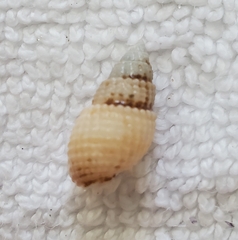 Ilyanassa trivittata