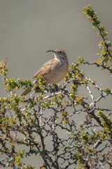 Upucerthia dumetaria