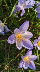 Crocus speciosus