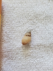 Ilyanassa trivittata