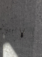 Pachygnatha autumnalis