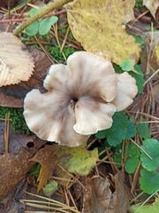 Lentinellus micheneri