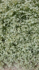 Tidestromia lanuginosa