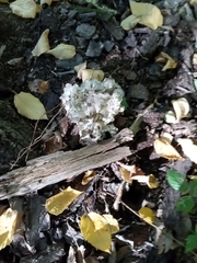 Sparassis spathulata