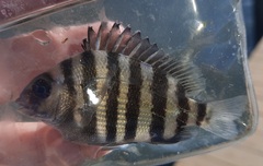 Archosargus probatocephalus