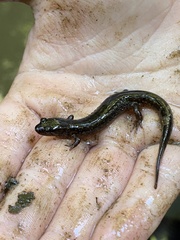 Desmognathus fuscus