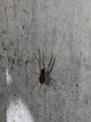 Pachygnatha autumnalis