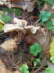 Lentinellus micheneri