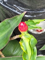 Costus