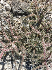 Salsoleae