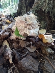 Sparassis spathulata