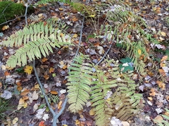 Osmunda claytoniana