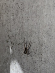 Pachygnatha autumnalis