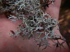 Pseudevernia