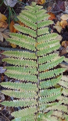 Osmunda claytoniana