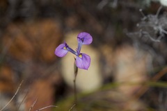 Moraea tripetala