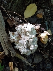 Sparassis spathulata