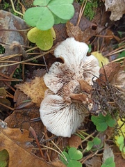 Lentinellus micheneri