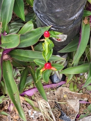 Costus