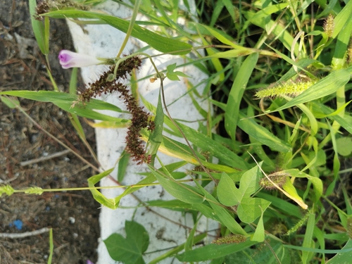 Image of Setaria macrostachya by (c) M. Socorro González Elizondo, some rights reserved (CC BY-SA)