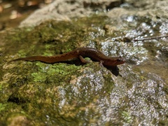 Desmognathus fuscus