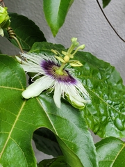 Passiflora edulis