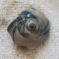 Neverita duplicata