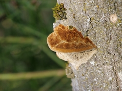 Coriolopsis gallica