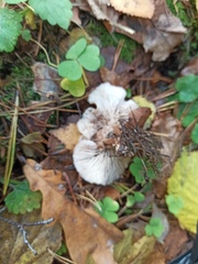 Lentinellus micheneri