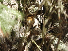 Erithacus rubecula rubecula