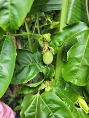 Passiflora edulis