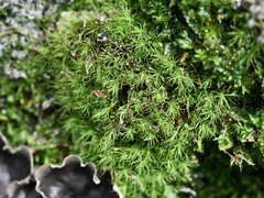 Bartramia pomiformis