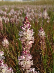 Lachenalia contaminata