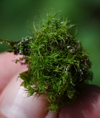 Bartramia pomiformis